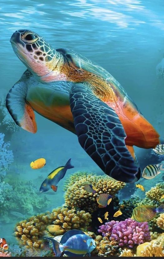 4. Flerfärgad sköldpadda