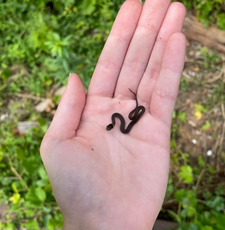2. Baby serpente
