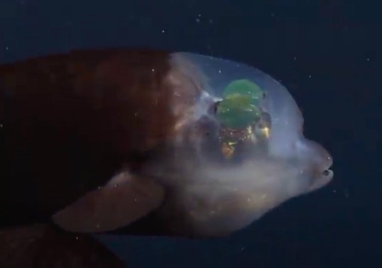 MBARI (Monterey Bay Aquarium Research Institute)/YouTube