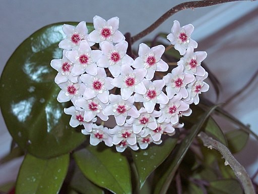 2. Fleur de cire (Hoya carnosa)