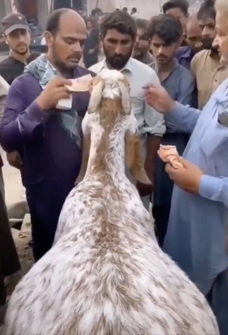 Man is forced to sell his goat to get money, but she won't leave him and cries bitterly - 2