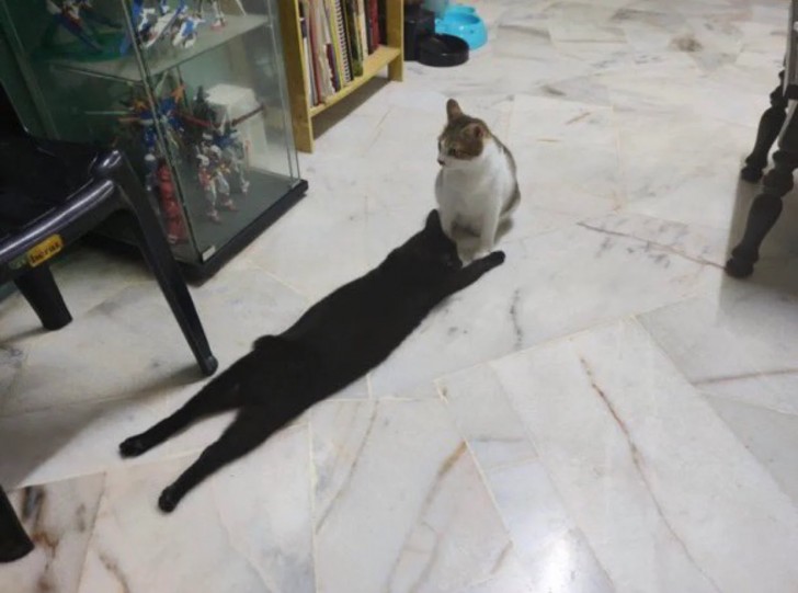 12. Katze oder Teppich