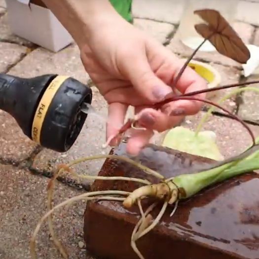 Vasetto In Vetro Rotondo 3,9 Pollici Per Candele O Piante Grasse - Contenitore Per Terrario, Ariaplante, Fai-da-Te