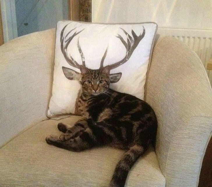 1. Chat ou cerf ?
