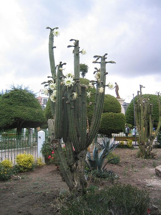 5. Cactus de San Pedro