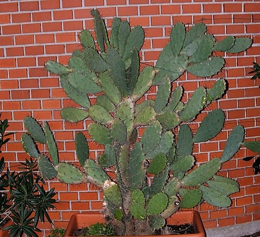 9. Cactusvijg