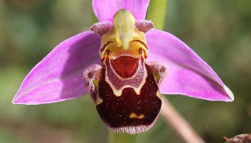 9. L'orchidée rieuse