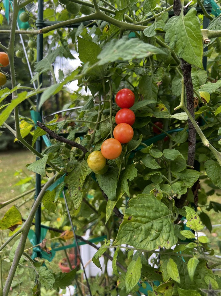 14. Le gradient des tomates