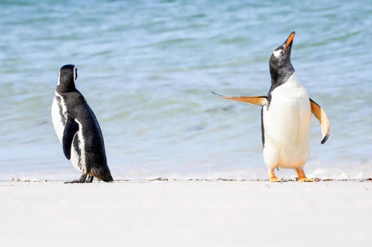 10. Pingouins
