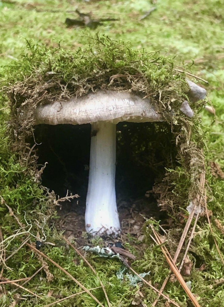9. La maison du champignon