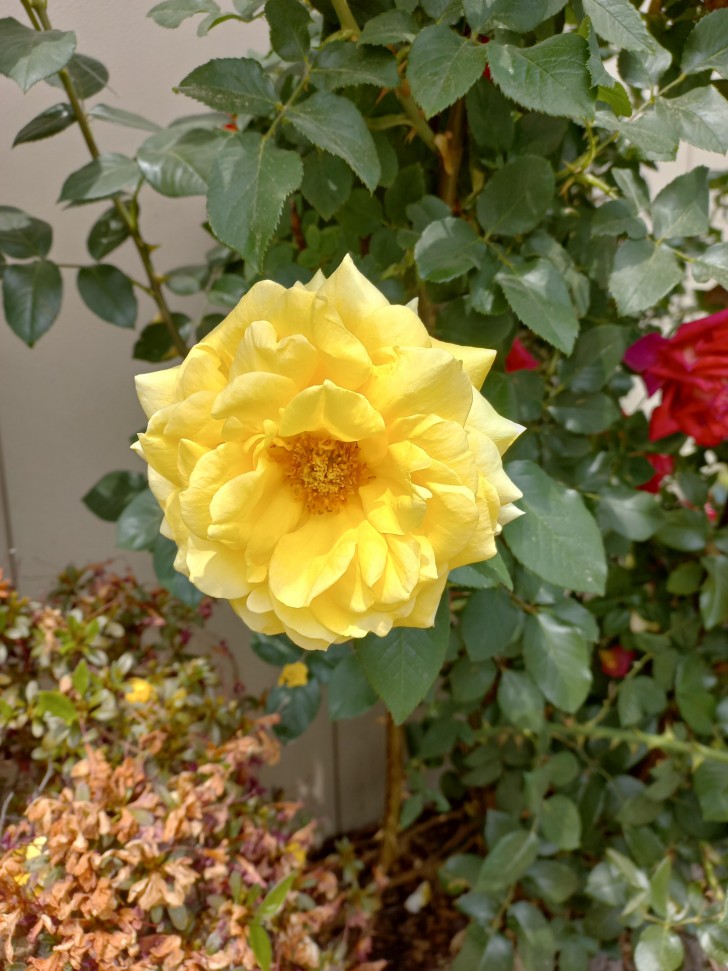 13. Gelbe Rose