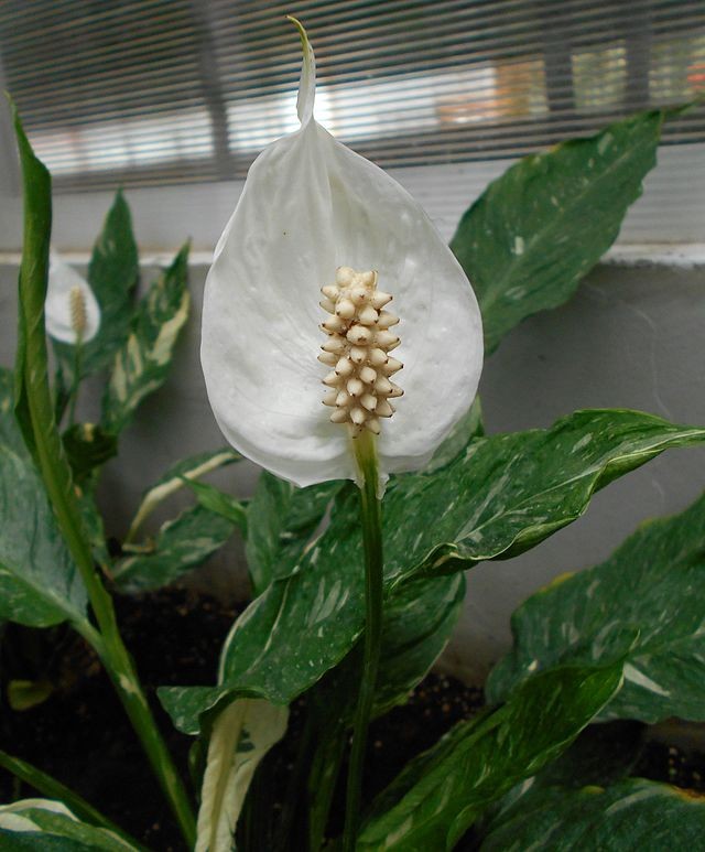 1. Spathiphyllum (lepelplant)