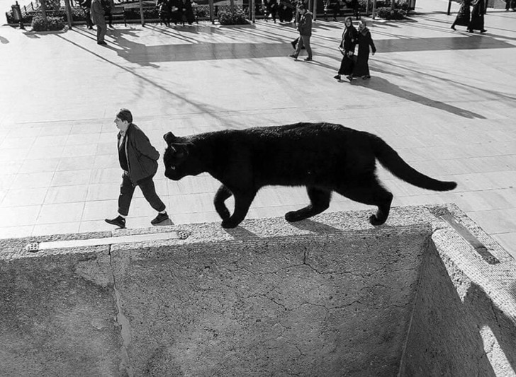 7. Le chat marche derrière l'homme
