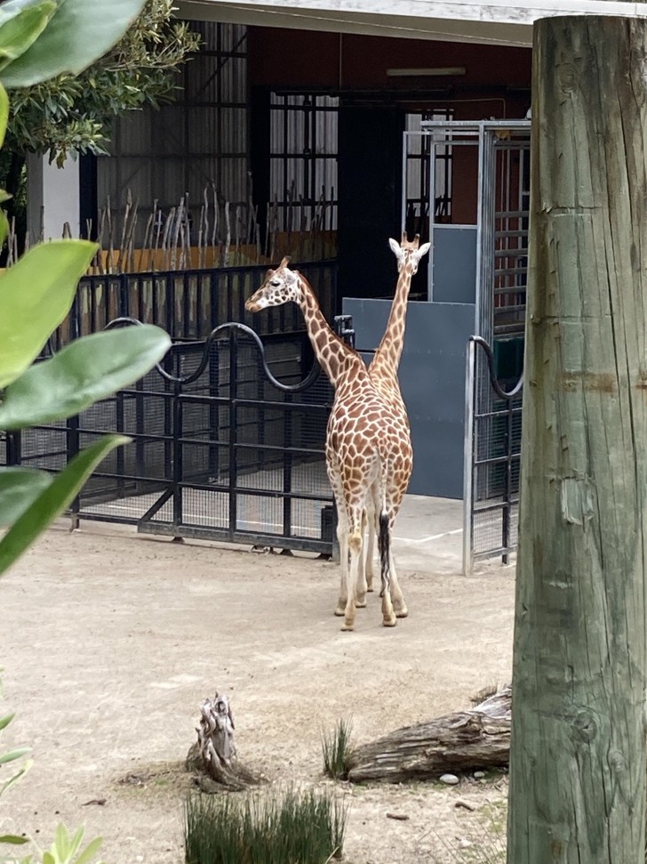3. La girafe à deux têtes