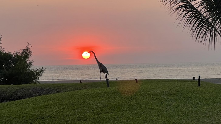 9. Vogel bei Sonnenuntergang