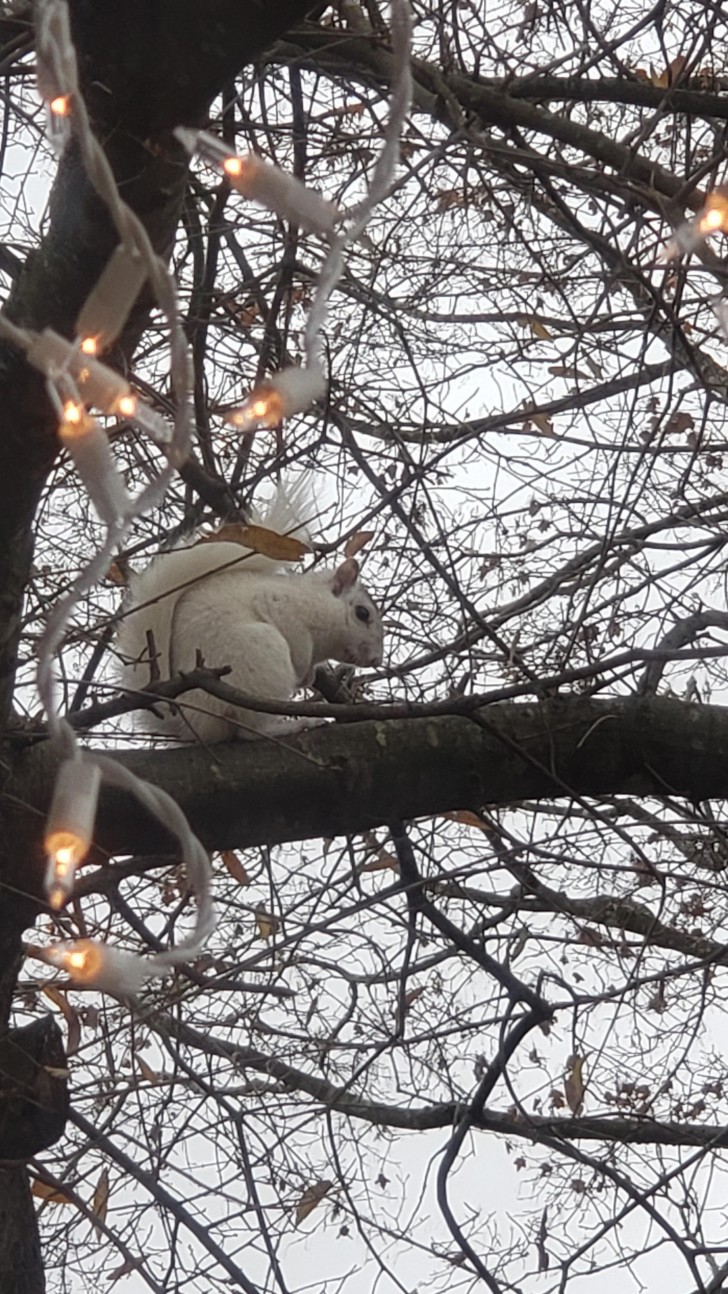 3. Un écureuil blanc se promène sur un arbre décoré