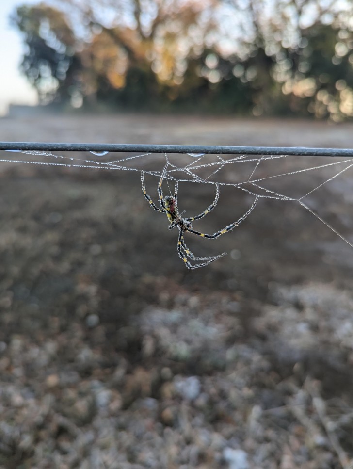 9. Die Akrobatik einer Spinne, die ihr Netz webt