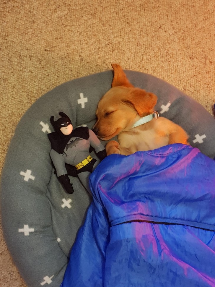 11. Die Batman-Puppe und der Hund