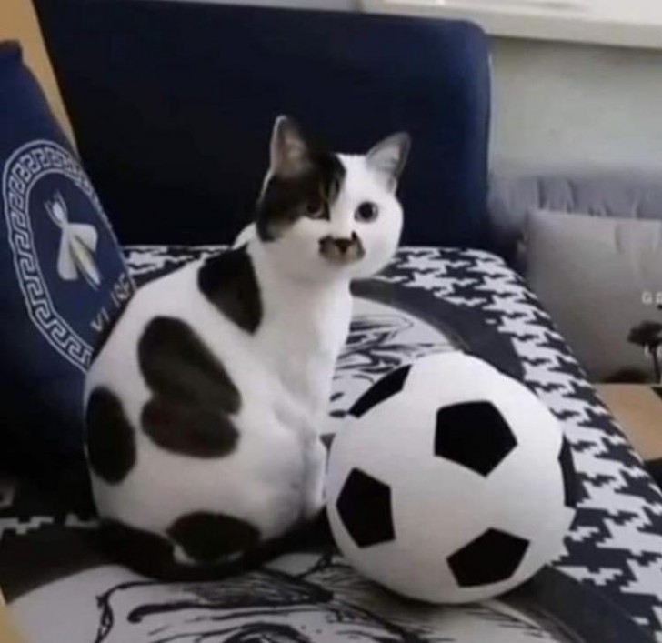 15. Quale è il pallone da calcio e quale il gatto?