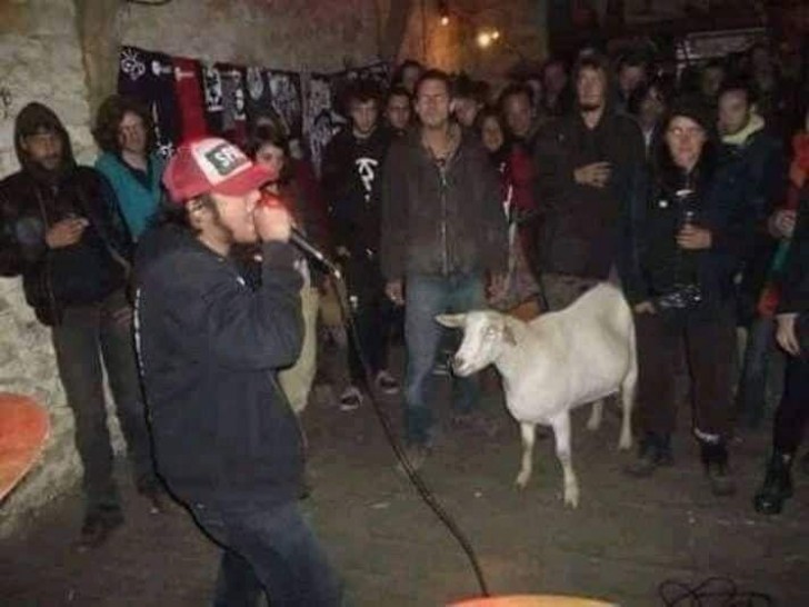 7. Eine Ziege bei einem Rap-Konzert