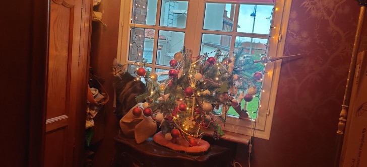 1. Le rapport entre les chats et les arbres de Noël
