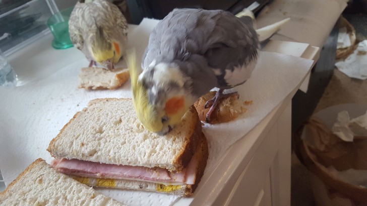 15. Die Papageien haben sein Sandwich gegessen