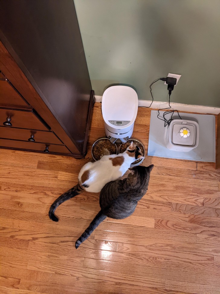 6. Die Beziehung zwischen zwei Katzen beim Fressen