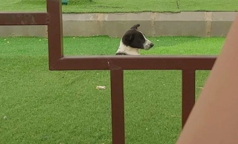 6. Waar is de rest van de hond?