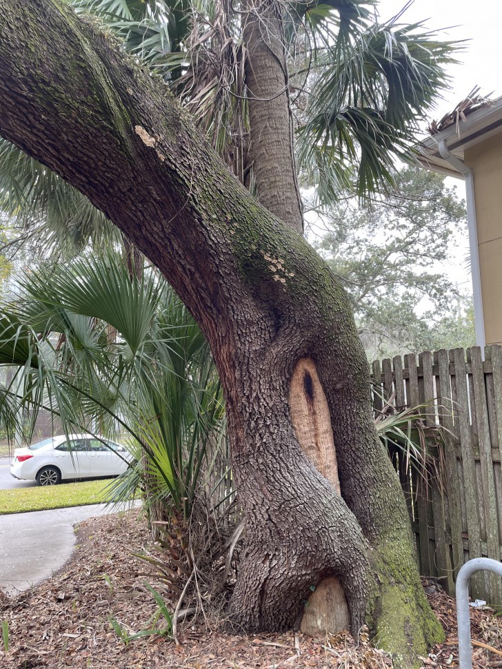 7. Une étreinte entre deux arbres