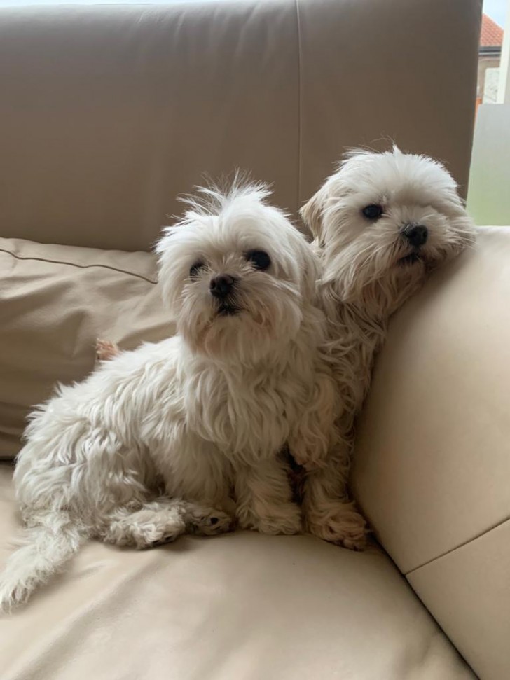 8. Zijn het twee honden of slechts één met twee hoofden