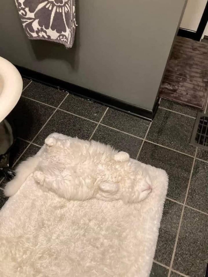 7. "Cela explique pourquoi les gens mettent le tapis dans la salle de bain"