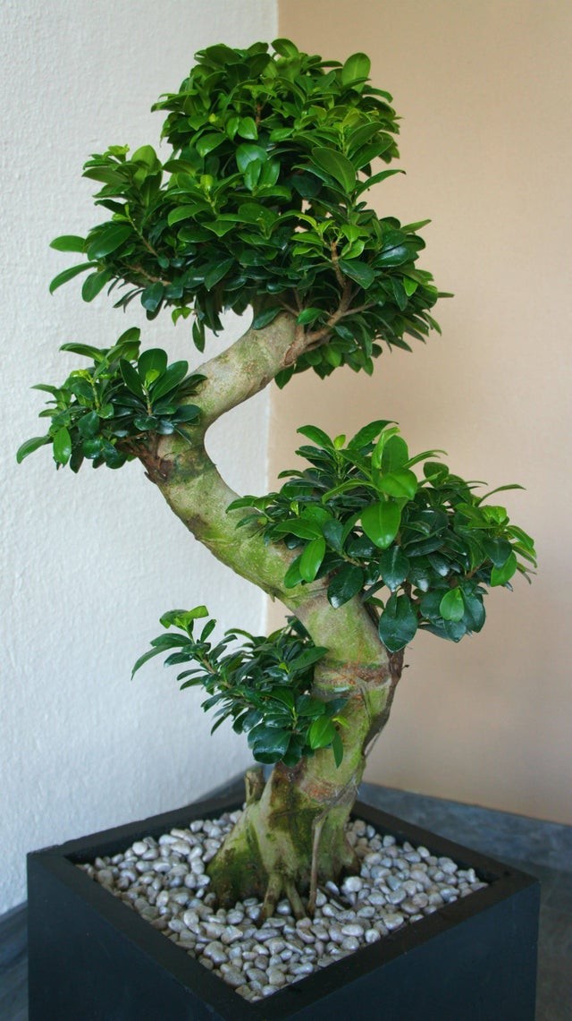 Ficus Ginseng (Ficus retusa oder Ficus microcarpa)