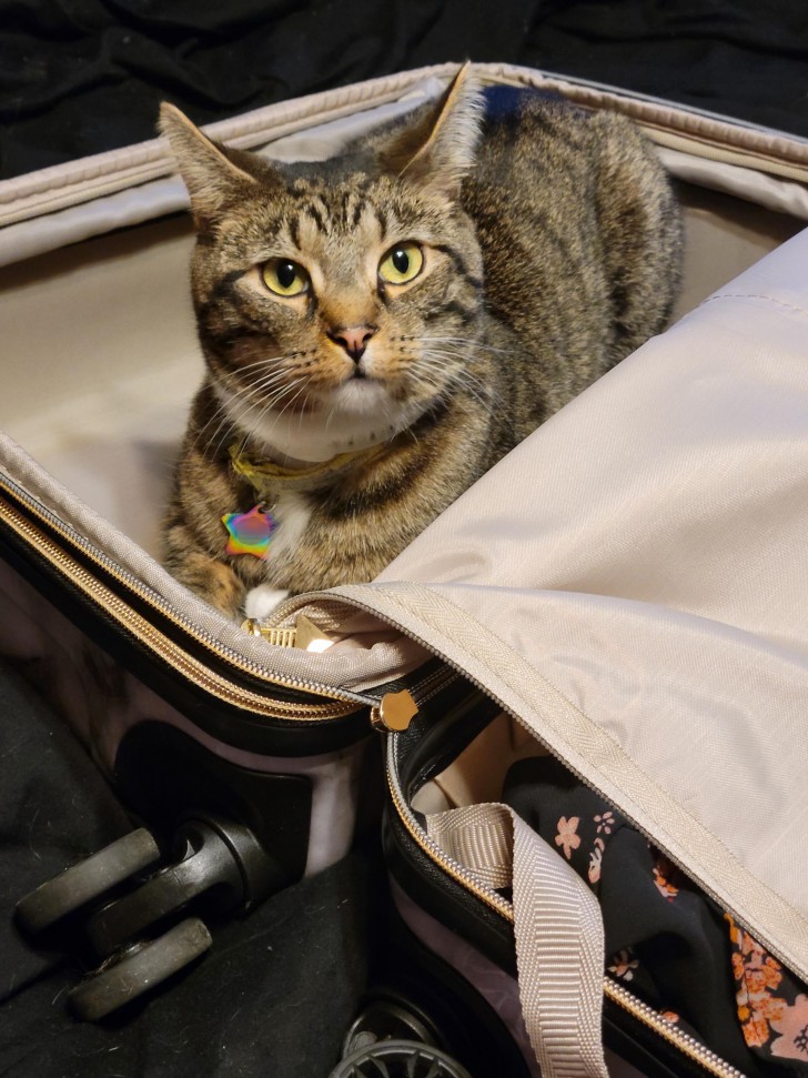 5. Un gatto quando vede una valigia aperta, non può non provarla e andarci a dormire