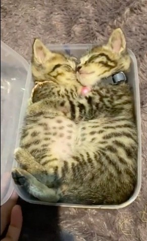 3. "Gattini che sonnecchiano nel contenitore per alimenti"