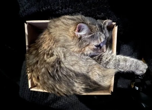 4. Si un chat voit une boîte vide, il ne peut s'empêcher d'y entrer, cela fait partie de sa nature