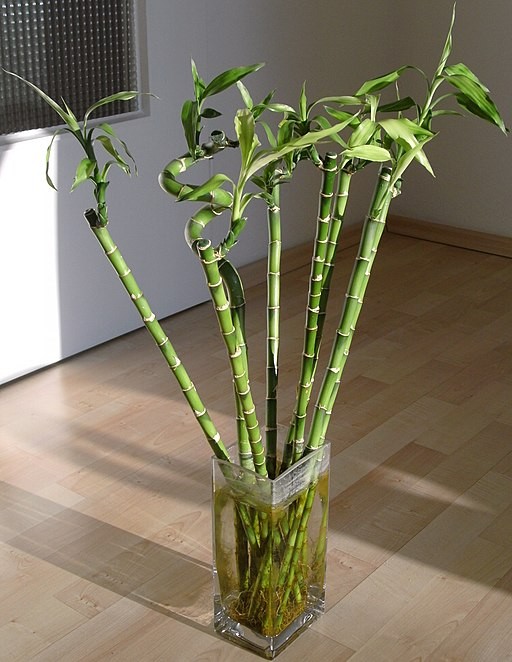 2. Bambù della fortuna