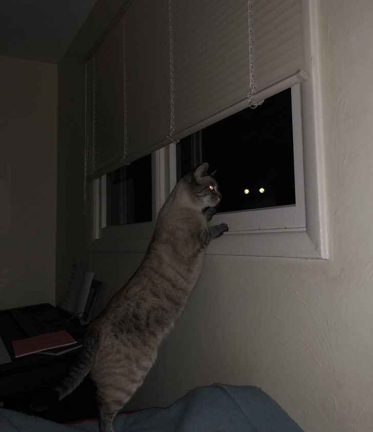 8. Gatto alla finestra