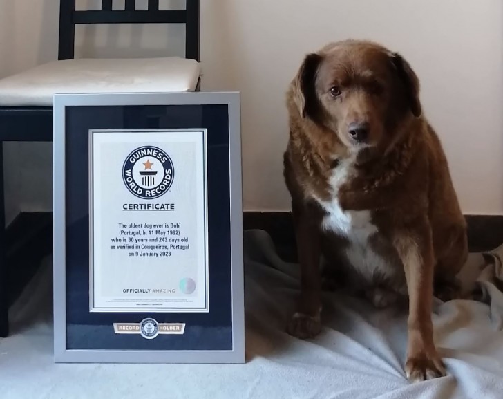 YouTube - Guinness World Records