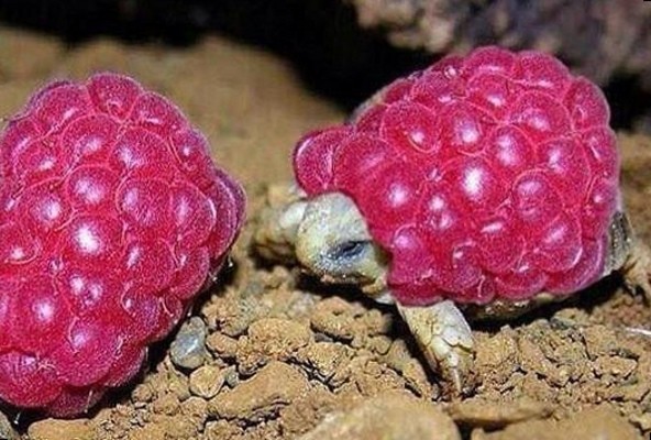 3. De fruitschildpad