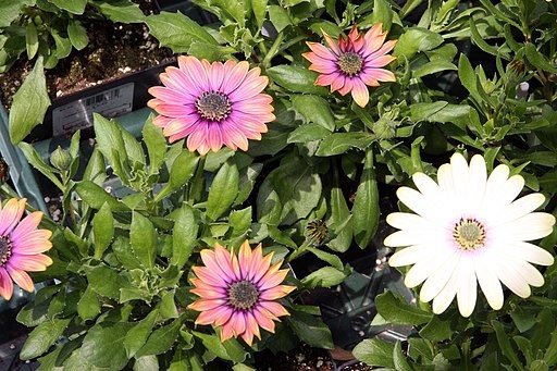 5. Osteospermum of Afrikaans madeliefje