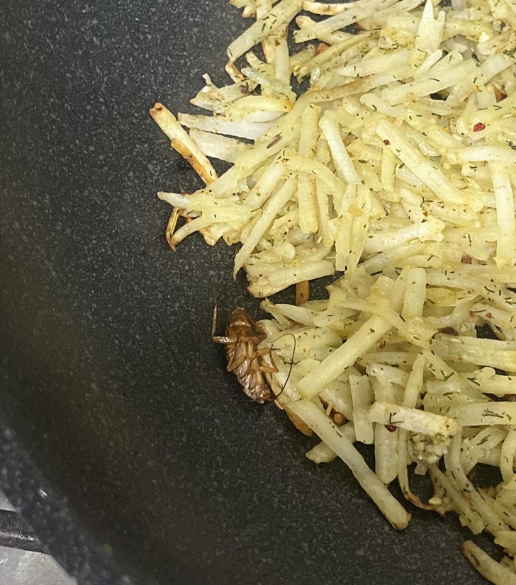 2. "Denna insekt landade i stekpannan medan jag lagade mat"