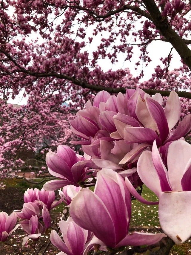De betekenis van de magnoliabloem