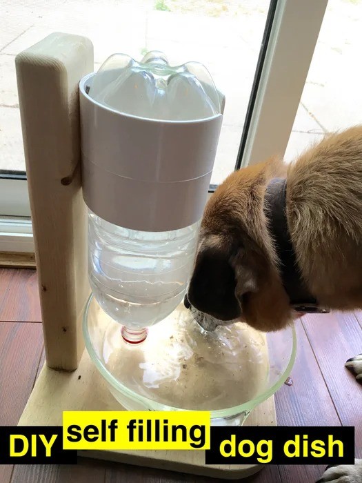 Never have your pets run out of drinking water