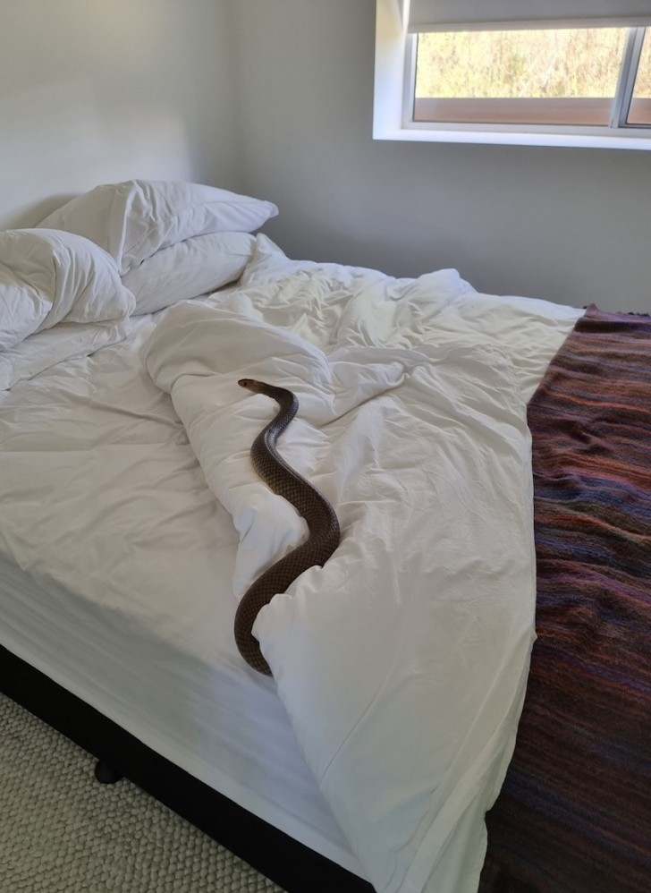 Zachery's Snake and Reptile Relocation/Facebook