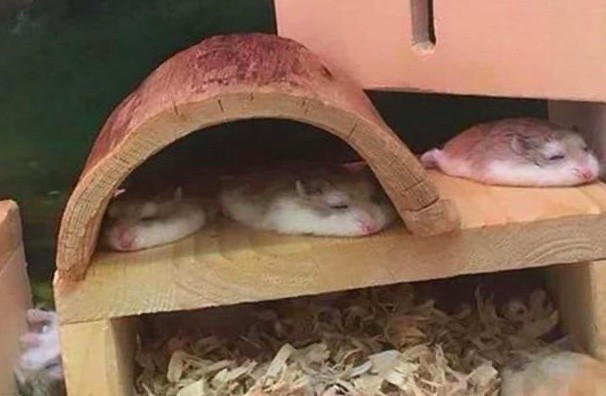 1. Hamsters tranquilles