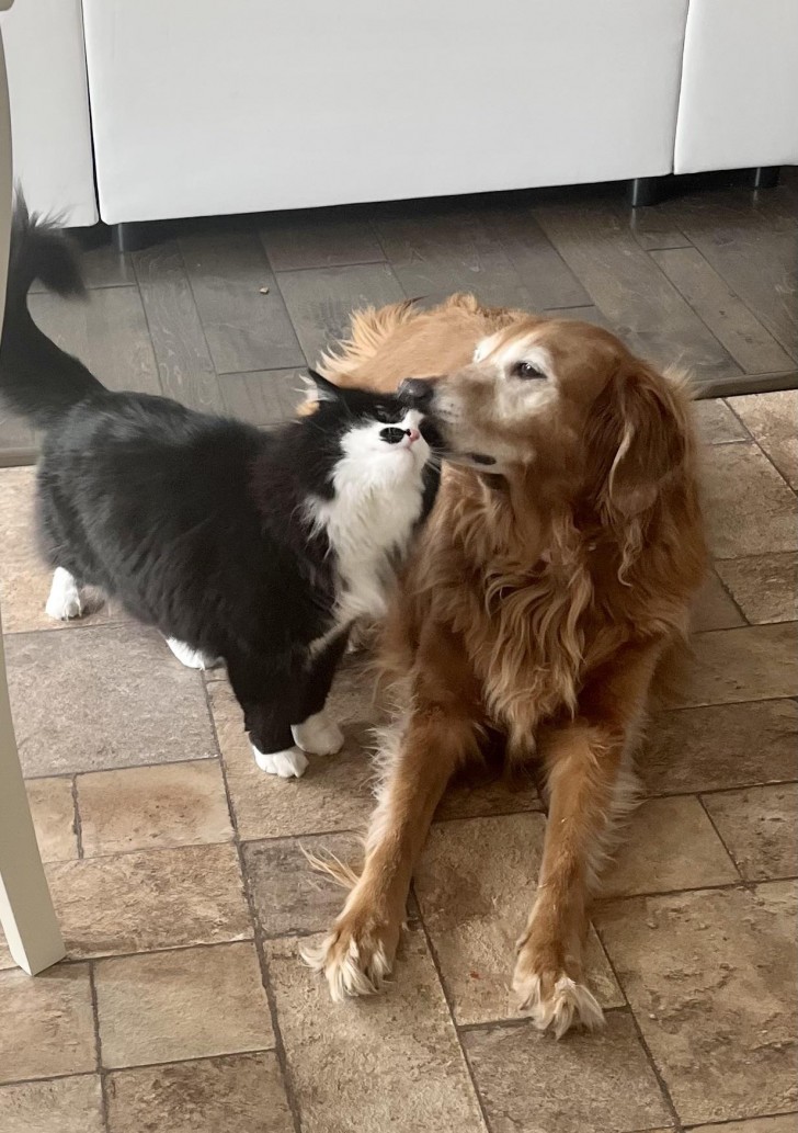 10 En hund och katt som älskar varandra