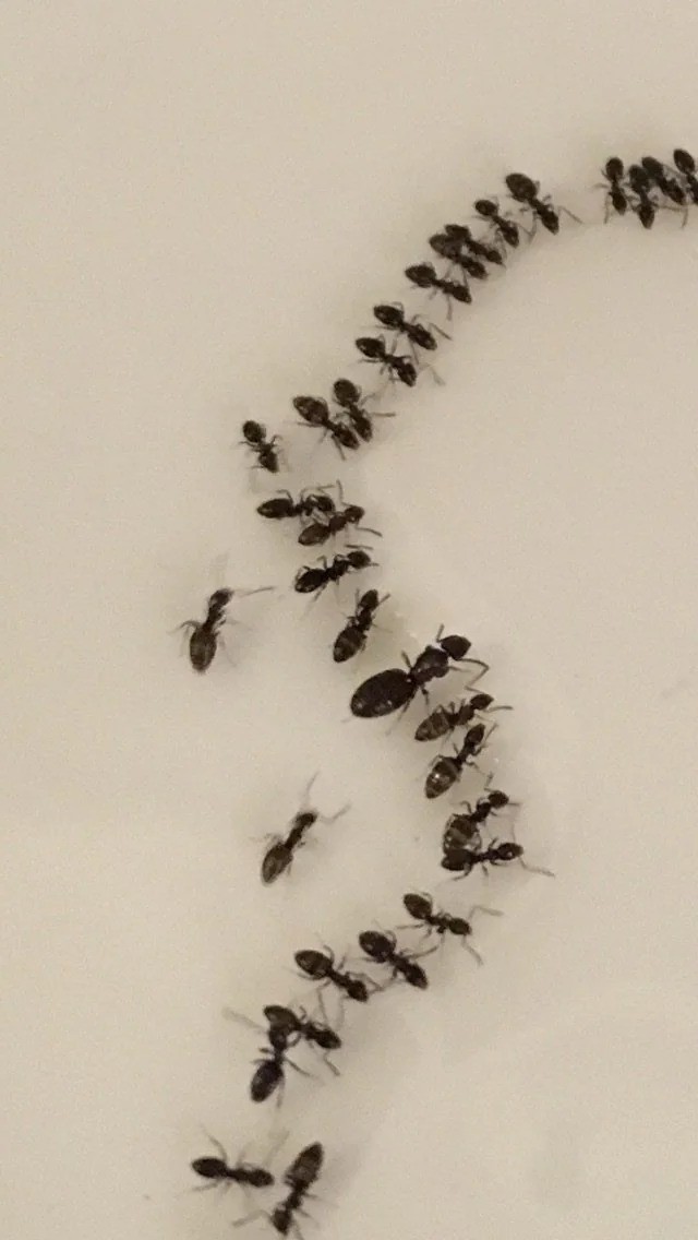 Natürliche Mittel gegen Ameisen