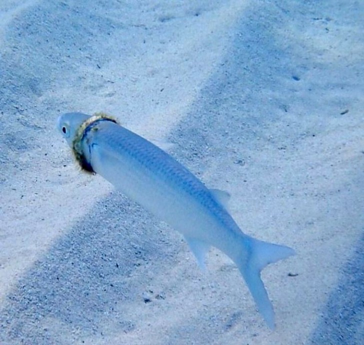 Perde il suo anello nuziale in vacanza, viene ritrovato incastrato intorno a un pesce - 2
