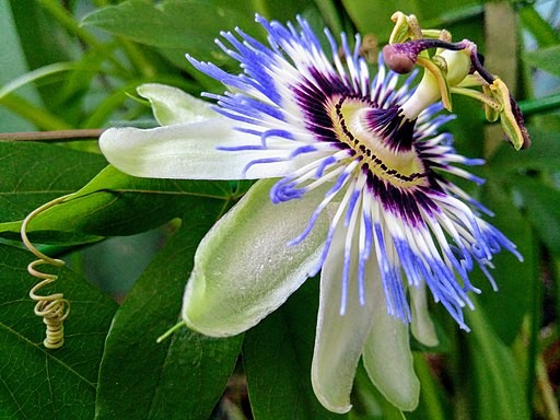 8. Passiflora