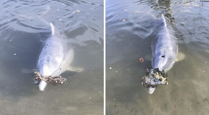 16. Dauphins nostalgiques
